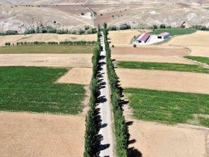 Bu Koridora Giren Hayran Kalıyor