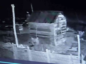 Ayı Kovanlara Dadandı O Anlar Güvenlik Kamerasına Yansıdı