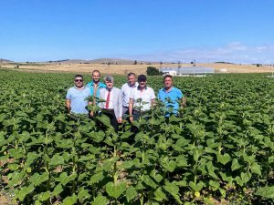 Müdür Özçalık Ve Rektör Uysal Ayçiçeği Tarlalarını Gezdi