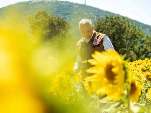 Manisa’da Rahatlatan Açıklama: “Ayçiçeğinde Çayır Tırtılı Zararlısı Görülmedi”