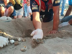 Yuvadan Çıkamayan Caretta Carettalar Jandarma Tarafından Denizle Buluşturuldu