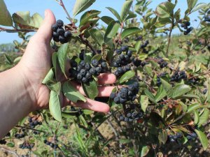 Yalova Aronyasının Kilo Fiyatı Belirlendi