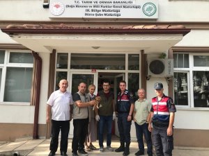 Yaralı Baykuş Tedavi Altına Alındı