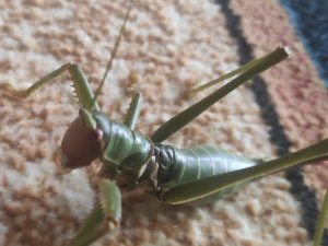 Elazığ’da Dev Çağaboğan Çekirgesi Görüldü