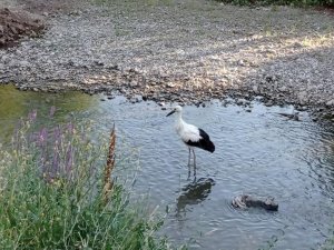 Tedavisi Tamamlanan Yavru Leylek Doğaya Bırakıldı
