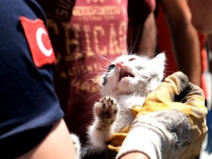 Arabanın Kapısına Sıkışan Yavru Kediyi İtfaiye Kurtardı