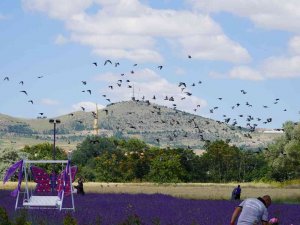 Aromatik Bitkiler Bahçesi’nde Açan Kartpostallık Lavanta Görüntüsü