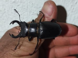 Kırmızı Listede Yer Alan Geyik Böceği Elazığ’da Görüntülendi