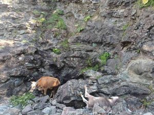 Aç Kalan Ayının Kovaladığı Büyükbaş Hayvanlar Uçuruma Yuvarlandı