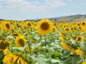 Kahramankazan Ovası Sarıya Boyandı