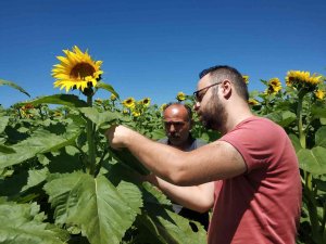 Beyşehir’de Ekili Alanlarda Hastalık Ve Zararlı Kontrolleri Sürüyor