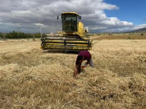 Hüyük’te Dane Kaybına Karşı Biçerdöver Hasadı Denetlendi