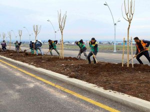 Diyarbakır’da Farklı Türlerde Bin 700 Ağaç Dikildi