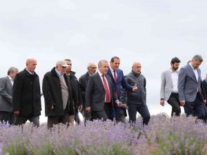 Tokat’ta, 650 Dekar Alanda Lavanta Hasadı