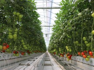 Jeotermal Enerji Ve Yakılan Atıklardan Elde Edilen Enerjiyle Kurulan Domates Serasında Hasat Zamanı