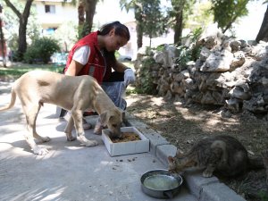 Denizli’de Pet Kafe Ve Mama Üretim Tesisi Yoğun Mesai Harcıyor