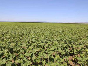 Çayır Tırtılı Mısır İçin De Tehdit Oluşturuyor