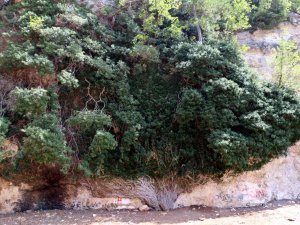 4 Bin Yıllık Dev Sarmaşık Zamana Direniyor