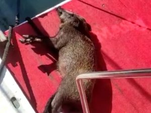 Yüzmekten Bitkin Düşen Domuzu Balıkçılar Kurtardı