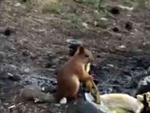 Piknikçilerin Davetsiz Misafiri Sincap İlgi Odağı Oldu