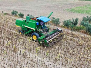 Savaş Ve Tırtıl İstilasıyla Önemi Artan Ayçiçeğinde Hasat Başladı