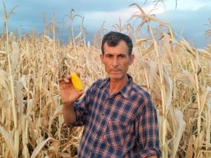 Mısır Susuz Kaldı, Verim Yarıya Düştü