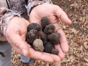 Dünyanın En Pahalı Mantarından Yılda 225 Kilo Toplanabilecek