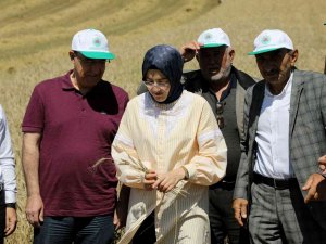 Akyurt’ta Hasat Zamanı