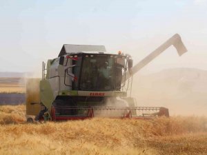 Siirt’te Son 20 Yılın En Bereketli Hasadı Yaşandı