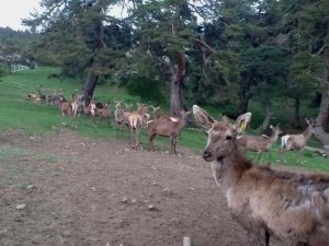8 Geyik Üretilerek Doğaya Salındı