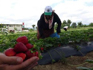 Bursa’da Yediveren Hasat...
