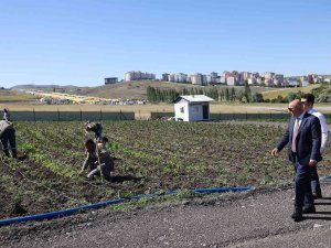 Tarımsal Üretim İçin Örnek Bostan