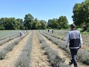 Sinop’ta İlk Lavanta Hasadı