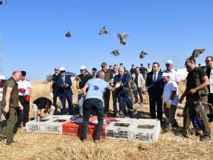 Tekirdağ’ın 40 Mahallesinde Doğaya 800 Keklik Salındı