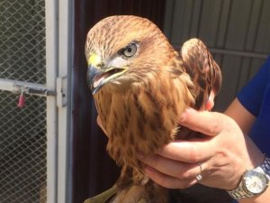 Yaralı Kızıl Şahin Tedavi Altına Alındı