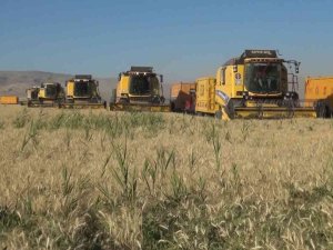 Muş Ovası’nda Arpa Ve Buğday Hasadı