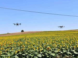 Ayçiçeği Tarlaları Çayır Tırtıllarından Zi̇ha’lar İle Korunuyor