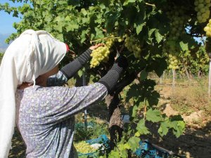 Hasat Edilen Üzümlerde İlk İhraç Tırları Yola Çıktı