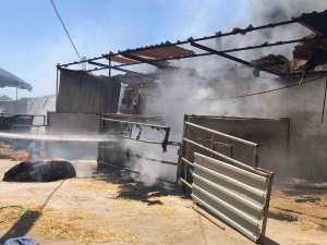 Seferihisar’daki İki Orman Yangınında 3 Ev, 12 Araç Ve 1 Bekçi Kulübesi Yandı