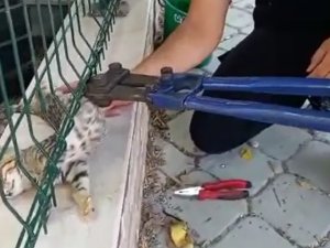 Sitenin Tel Örgüsüne Sıkışan Kediyi İtfaiye Ekipleri Kurtardı