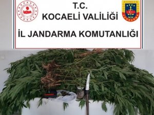 Kamuya Ait Araziye Kenevir Eken Şahıs Yakayı Ele Verdi
