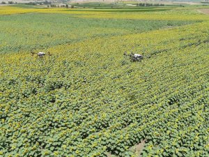 Çayır Tırtılı İle Mücadele Sürüyor