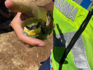 Tunceli’de Kanadı Kırık Arı Kuşuna Jandarma Sahip Çıktı
