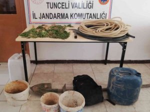 Tunceli’de Bir Evde Kenevir Ele Geçirildi