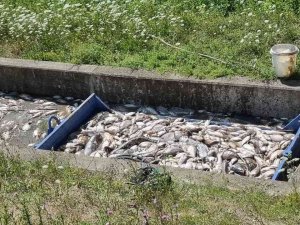 Çekya’da Onlarca Ton Balık Telef Oldu