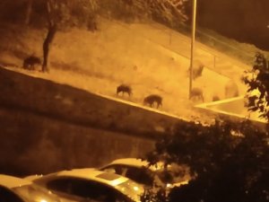 Bursa’da Aç Kalan Domuz Sürüsü Şehir Merkezine İndi