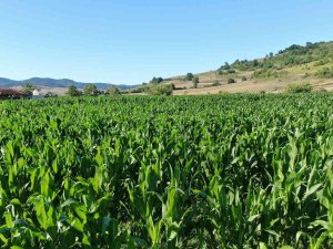 Yağışlar Bol Olunca Mısır Ekimleri Bu Yıl Yüzde 25 Arttı