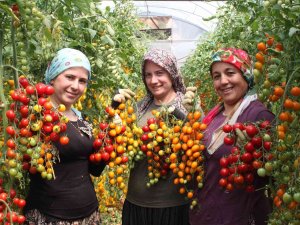 Rengarenk Domates Üretti, İki Kat Kazandı
