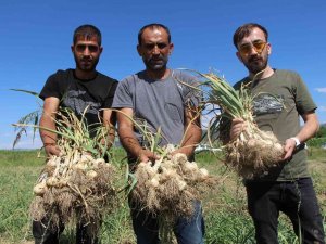 İ̇lk Kez Ekimini Yaptığı Sarımsağı Hasat Etti