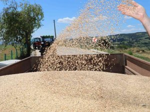 Üreticiler, ‘Nusrat’ Buğday Tohumundan Memnun